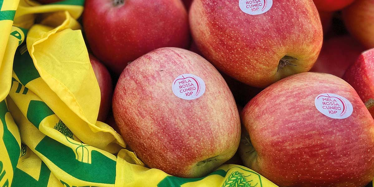 Mele, al via la raccolta nel cuneese